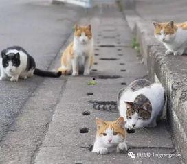 娱乐吃瓜酱流浪猫